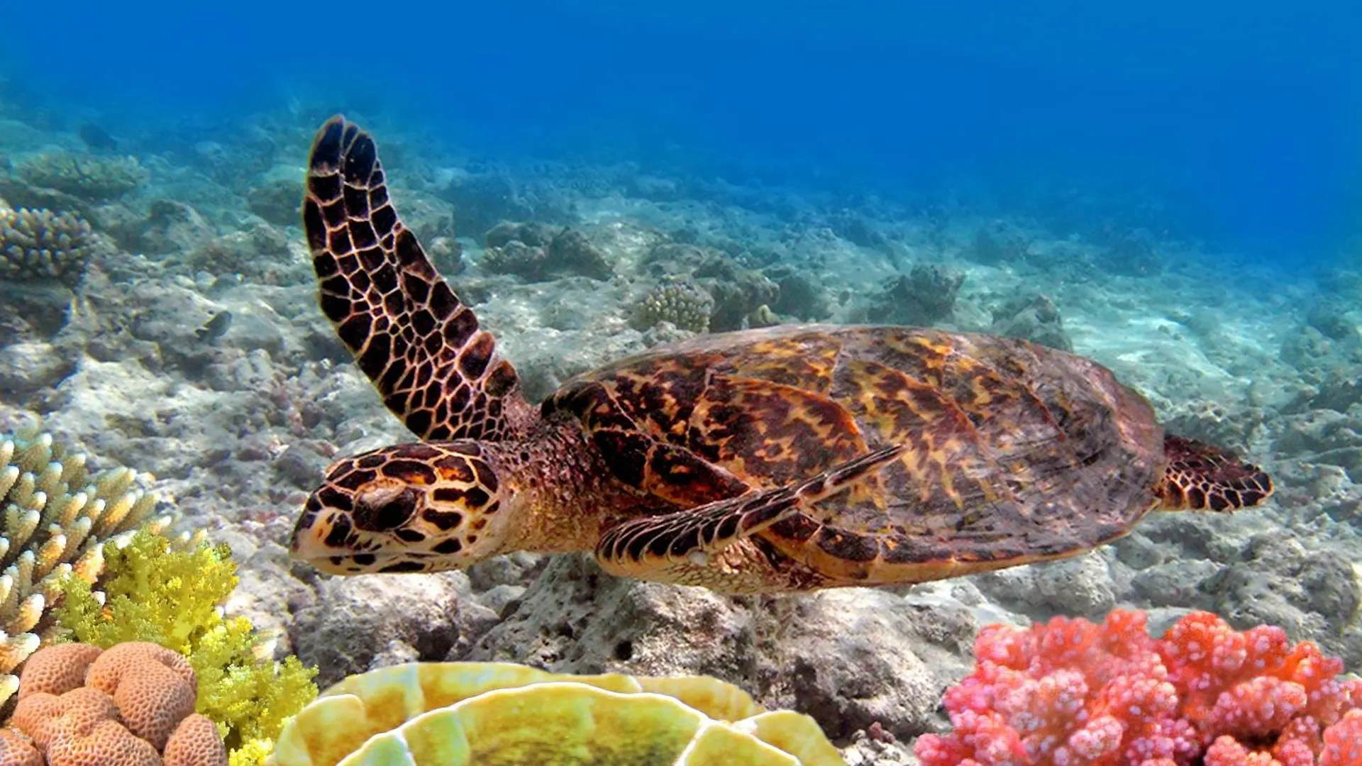 Casa de Férias Sands Of Kahana 316 Estados Unidos da América