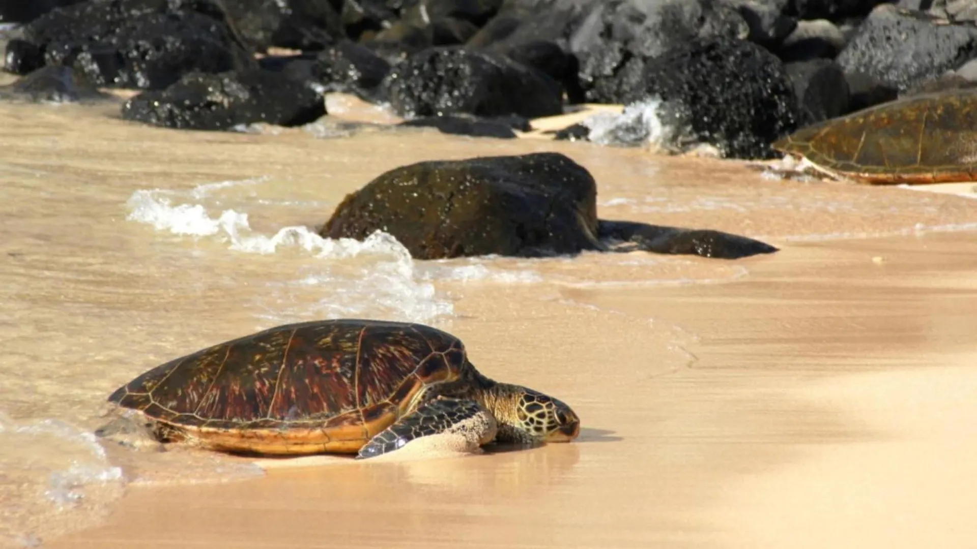 Sands Of Kahana 316 0*,  Estados Unidos da América